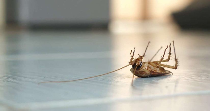 Why shouldn’t you do your own pest control?