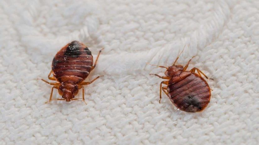 Some tips to resolve the bedbugs control