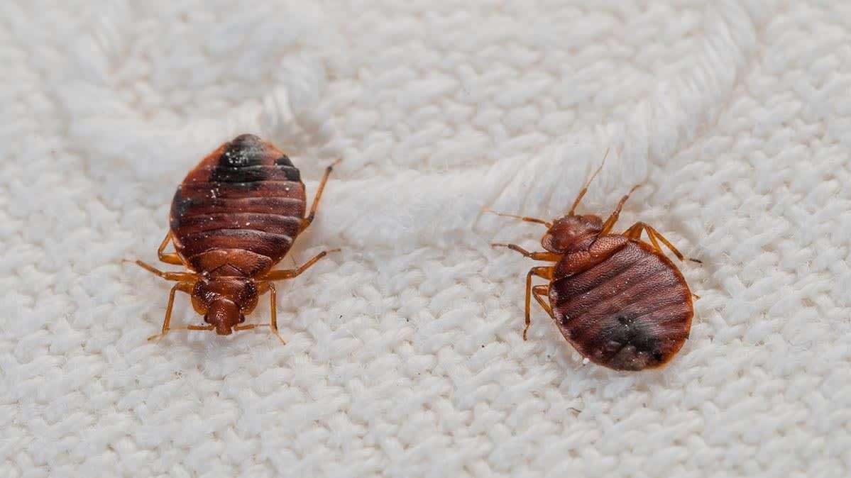Bed Bugs Control Services in Chennai