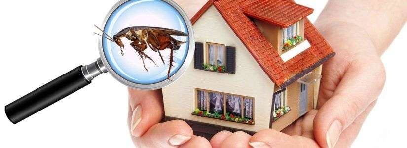 Why Pest Control Services Are a True Necessity